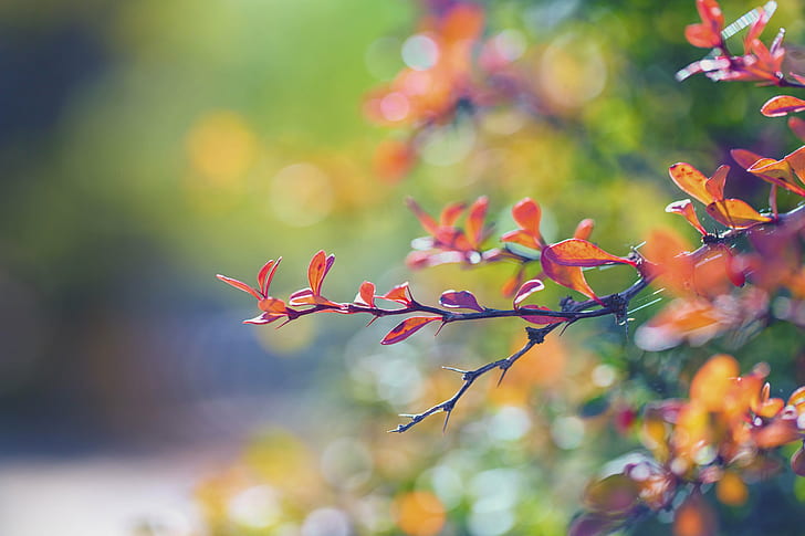 紅葉植物選択写真、紅葉、紅葉、植物、選択的、写真、秋、紅葉、ボケ、デンバー植物園、コロラド州、自然、木、葉、枝、季節、赤、屋外、 HDデスクトップの壁紙