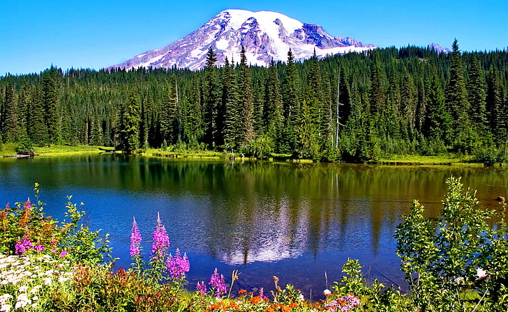 заснеженные горы в окружении сосновых обоев, лес, снег, цветы, горы, озеро, отражение, канада, альберта, национальный парк яшмы, HD обои
