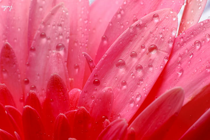 rosa Gerbera Daisy med vattendroppar, droppar, blomma, rosa, Gerbera, Daisy, vatten, Canon Rebel, XS, 1000d, makro, förlängning, rör, natur, växt, närbild, kronblad, rosa Färg, skönhet i naturen, botanik , blommahuvud, HD tapet
