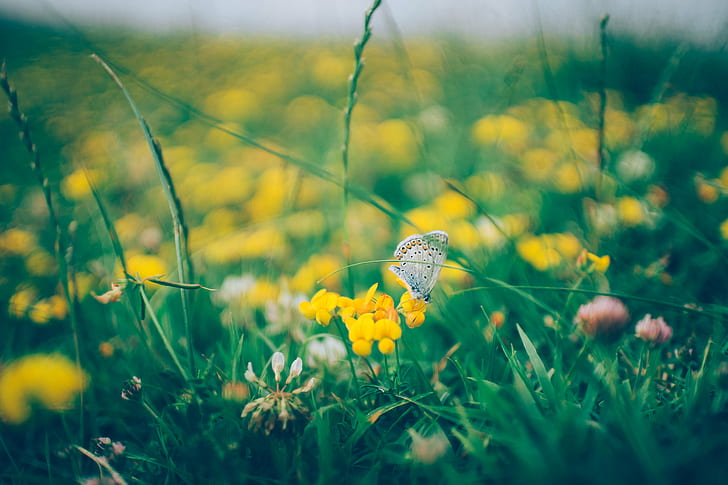 fechar foto de foco de uma borboleta de pavão branca na flor de pétalas amarelas, fechar-se, foto, pavão branco, borboleta de pavão, amarelo, flor, natureza, prado, verão, grama, primavera, ao ar livre, beleza Na natureza, HD papel de parede