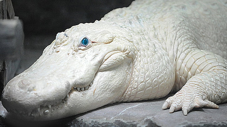 Seltenes Albinokrokodil, Krokodil, Augen, Weiß, Selten, Blau, Albino, HD-Hintergrundbild