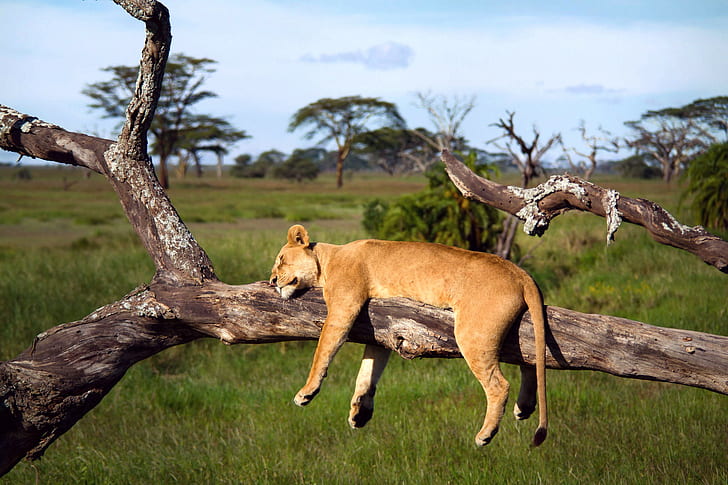 Serengeti leona durmiendo, África, Tanzania, Serengeti león, leona, árbol, durmiendo, Fondo de pantalla HD
