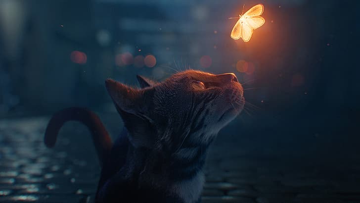 Katzen, Schmetterling, Nacht, 4K, HD-Hintergrundbild