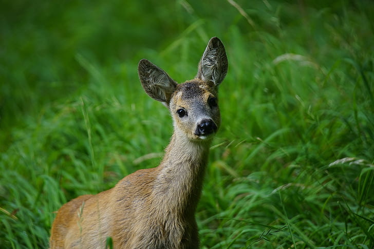 baby deer, grass, muzzle, big ears, Animal, HD wallpaper