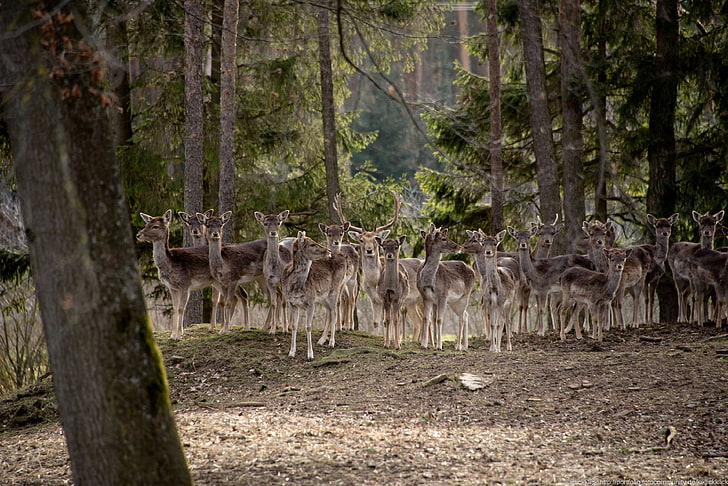 deer, forest, herd, red deer, trees, HD wallpaper