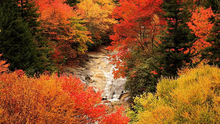 sonbahar, manzara, yaprak, yaprakları, doğa, ağaçlar, HD masaüstü duvar kağıdı