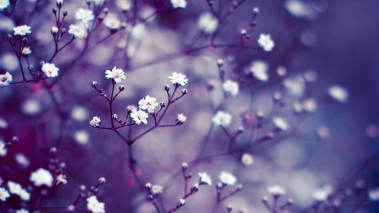 زهور بيضاء ، ماكرو ، زهور ، زهور بيضاء ، عمق الحقل ، الأغصان، خلفية HD HD wallpaper