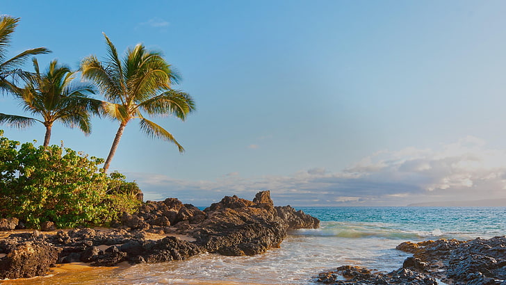 palm tree, romantic, united states, maui, makena cove, palm, hawaii, wave, tree, palms, sea, beach, water, arecales, tropics, ocean, sky, shore, coast, tropical, HD wallpaper