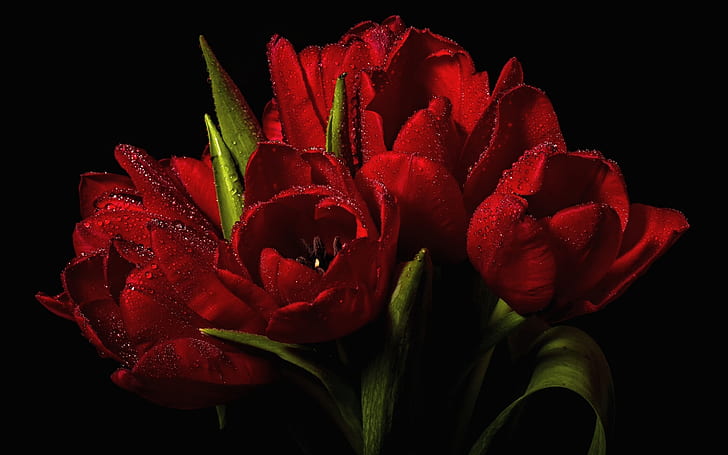 빨간 튤립 꽃다발, 빨간 튤립, 튤립, 꽃다발, HD 배경 화면