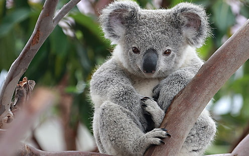 Animal, koala, Fond d'écran HD HD wallpaper