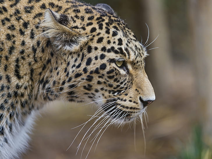 gato, leopardo, perfil, persa, © Tambako The Jaguar, Fondo de pantalla HD