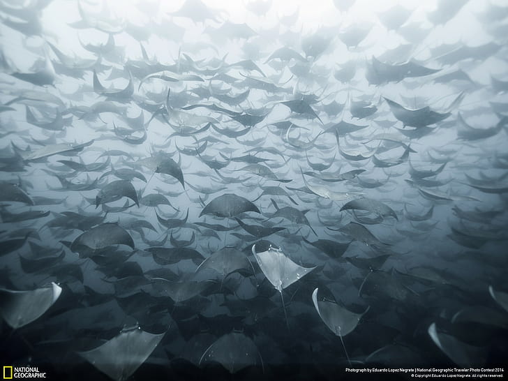 Stingray Ocean Underwater HD, hewan, samudra, bawah air, stingray, Wallpaper HD