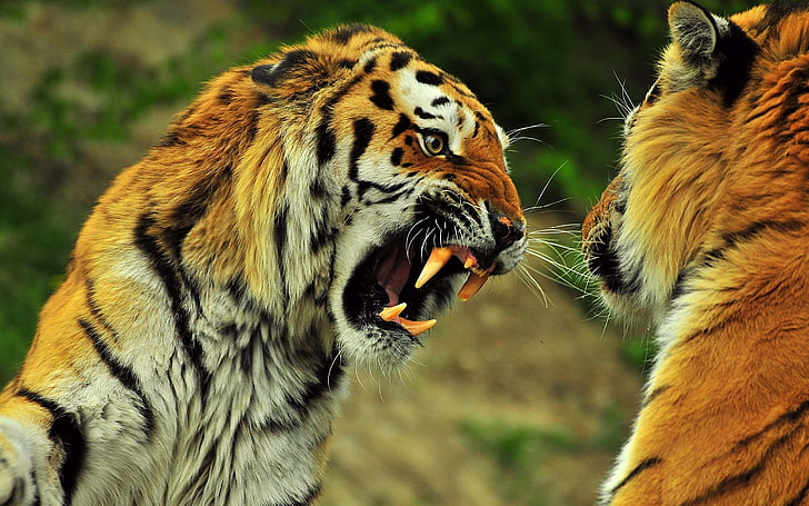 two tiger animals, tigers, couple, fight, battle, teeth, anger, HD wallpaper