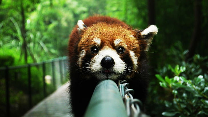 Red panda amazing, brown-and-white fur animal, animals, red panda, Amazing Animals, hd, HD wallpaper