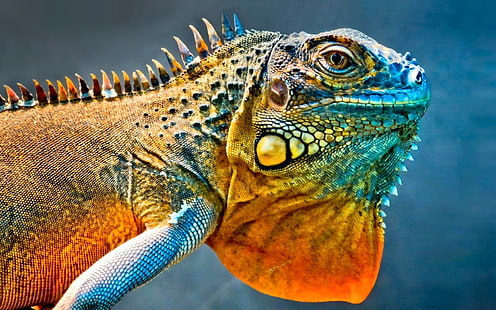 الزواحف ، الإغوانا ، سحلية ملونة، خلفية HD HD wallpaper