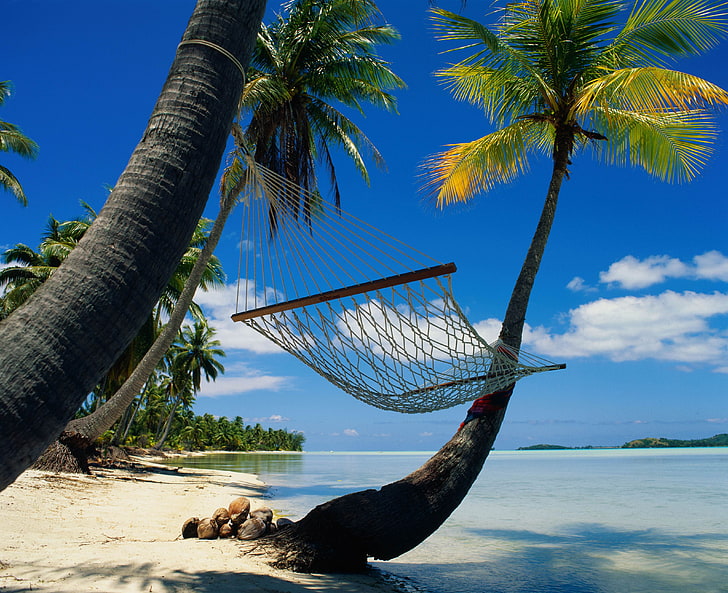 brown hammock, palm trees, relax, hammock, Laguna, HD wallpaper