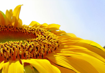 фотография отблизо на жълт слънчоглед в разцвет, фотография отблизо, жълт, слънчоглед, в разцвет, венчелистчета, цвете, слънчогледи, лято, природа, растение, венчелистче, красота В природата, цвете глава, земеделие, HD тапет HD wallpaper
