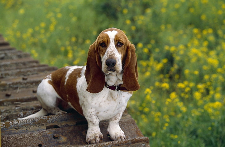 Basset Hound, adult brown and white basset hound, Animals, Pets, Basset, Hound, HD wallpaper