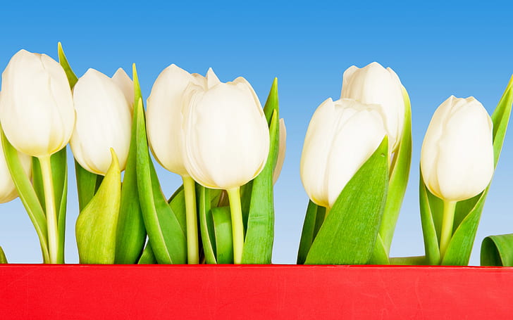 White tulip, White, Tulip, HD wallpaper