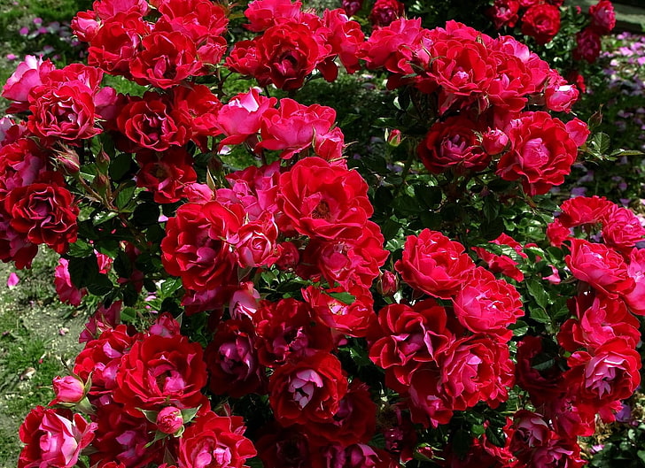 roses rouges, roses, fleurs, arbustes, jardin, magnifiquement, Fond d'écran HD