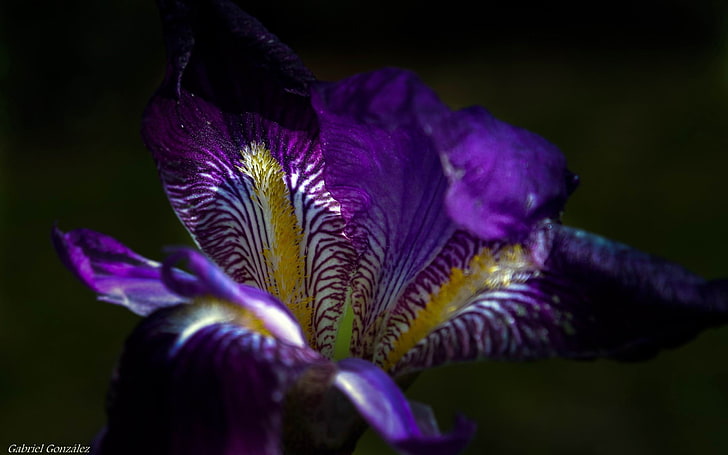 iris flower macro-photography HD fondo de pantalla, flor morada, Fondo de pantalla HD