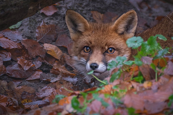 fox, wildlife, HD wallpaper