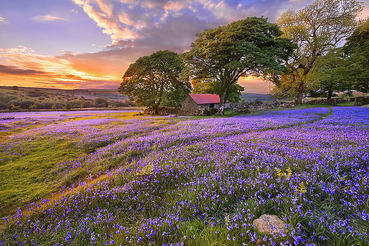 purple lavender flower field, summer, clouds, trees, sunset, flowers, nature, Glade, bells, structure, path, HD wallpaper