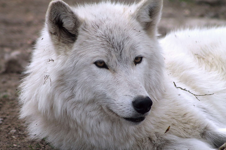 arctic wolf, white wolf, wolf, HD wallpaper
