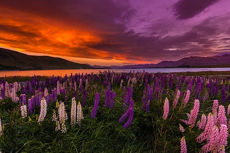 zachód słońca, kwiaty, jezioro, Nowa Zelandia, Jezioro Tekapo, łubin, Tapety HD HD wallpaper