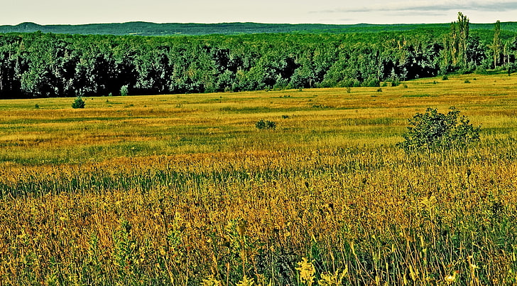 Keweenaw-3, brown grass field, Vintage, keweenaw, herman, ogdo, wheelcate, wildflowers, HD wallpaper