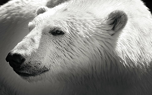 close-up photo of polar bear, Darkness, close-up, photo, polar  bear, polarbear, black and white, bear, polar Bear, animal, arctic, mammal, wildlife, nature, HD wallpaper HD wallpaper
