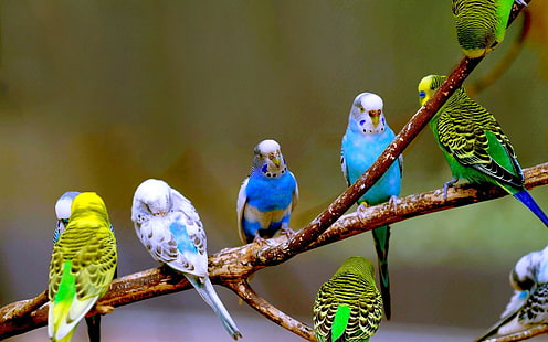 Птици, вълнист папагал, HD тапет HD wallpaper