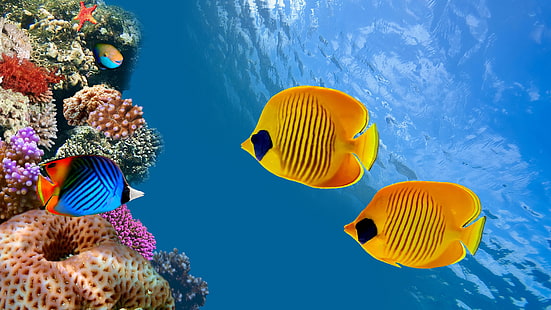 coral reef, fish, coral reef fish, aquarium, underwater, pomacentridae, coral, HD wallpaper HD wallpaper