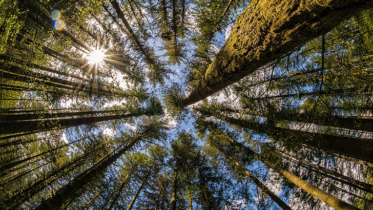 фотографии леса, деревья, штат Вашингтон, водопад Моултон, HD обои