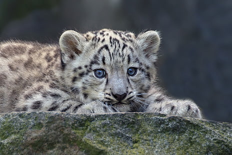 macan tutul salju, imut, cub, Animal, Wallpaper HD HD wallpaper