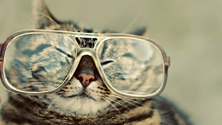 gatti, carini, occhiali, hipster, Sfondo HD