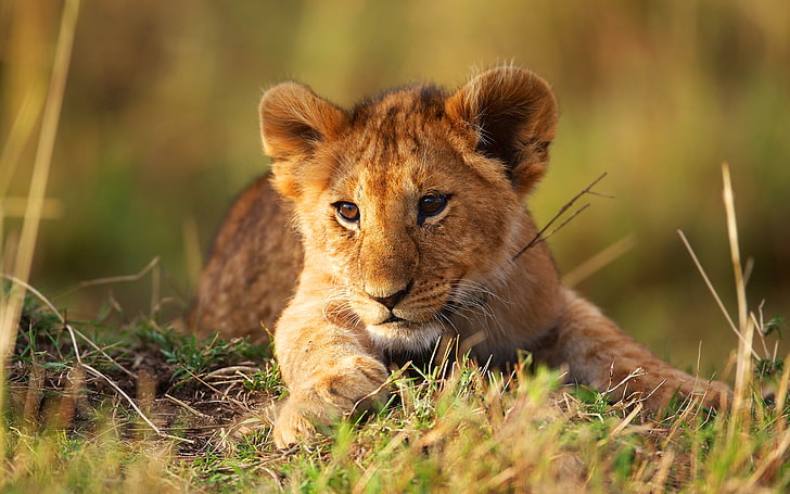 美しいライオンの子、茶色のライオンの子、動物、ライオン、キューブ、 HDデスクトップの壁紙
