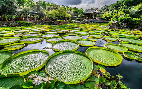 双渓公園と中国庭園は、台湾の台北市士林区に位置し、Zhishan Roadにあります。、 HDデスクトップの壁紙 HD wallpaper