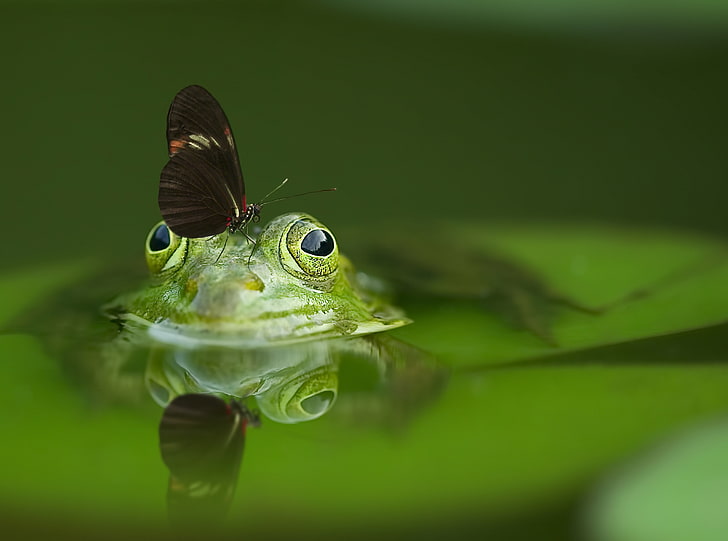 Butterfly on a Frog HD Wallpaper, green frog, Animals, Reptiles and Frogs, Nature, Green, Portrait, Butterfly, Eyes, Water, Wings, Macro, Frog, Pond, Reflection, Mirroring, risk, waterfrog, HD wallpaper
