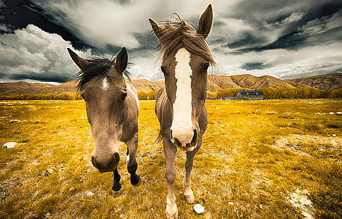 fotografia z bliska dwóch brązowych koni, chłopaki, fotografia zbliżeniowa, brązowy, koń, konie, natura, zwierzę, na dworze, łąka, pastwisko, scena wiejska, trawa, ssak, góra, gospodarstwo rolne, lato, krajobraz, piękno w naturze, niebo, Tapety HD HD wallpaper