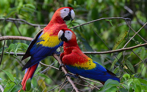Двойка красиви цветни папагали Скарлет ара тапети Hd за мобилни телефони Таблет и компютър 1920 × 1200, HD тапет HD wallpaper