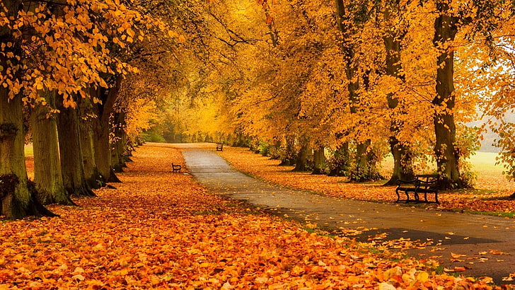 灰色のコンクリートの道、風景写真、自然、風景、木、森、秋、枝、ベンチ、パス、公園の黄色の木、 HDデスクトップの壁紙