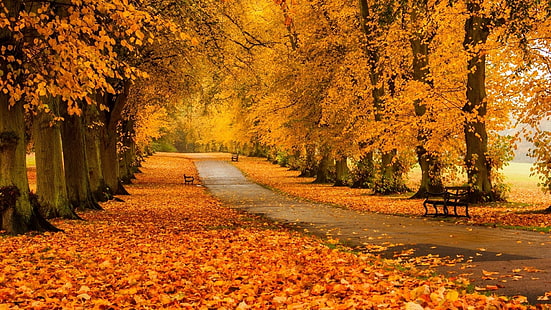camino de hormigón gris, árboles amarillos en fotografía de paisaje, naturaleza, paisaje, árboles, bosque, otoño, rama, banco, camino, parque, Fondo de pantalla HD HD wallpaper