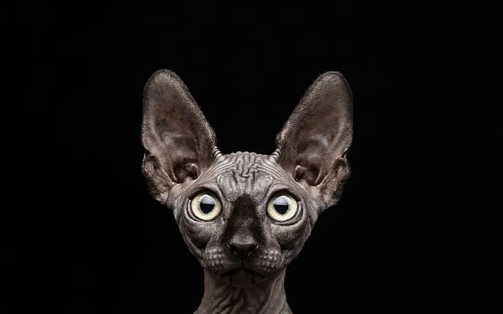 cat sphynx black background, HD wallpaper