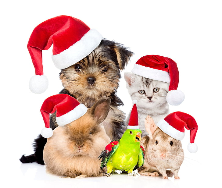 Animal, Pets, Bird, Christmas, Guinea Pig, Hamster, Holiday, Kitten, Parrot, Pet, Puppy, Santa Hat, HD wallpaper