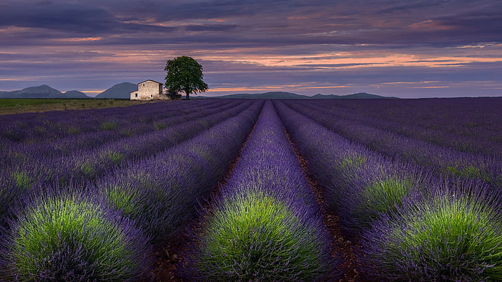 One Evening in Provence, HD wallpaper