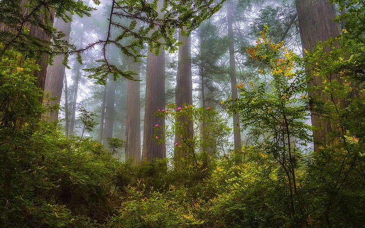 green leafed plants and trees, nature, landscape, mist, forest, redwood, shrubs, wildflowers, trees, morning, HD wallpaper
