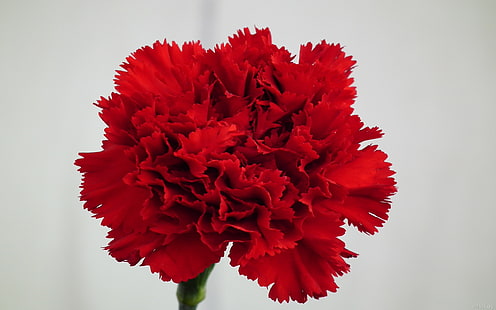Dark Red Carnations Red Carnation Flower Wallpaper, HD wallpaper HD wallpaper