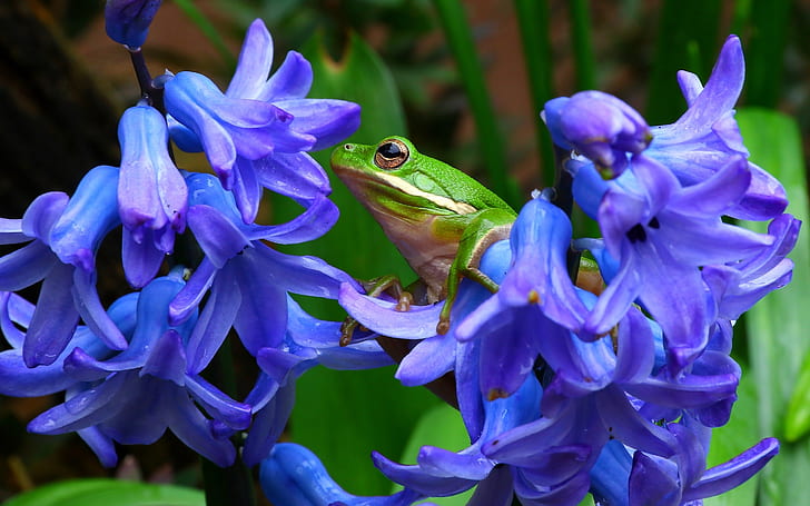 macro, flowers, frog, hyacinths, treefrog, tree frog, shepherd's tree frog, HD wallpaper
