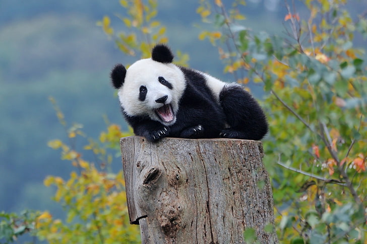 black and white panda cub resting on brown wooden stump, nature, panda, bears, baby animals, HD wallpaper